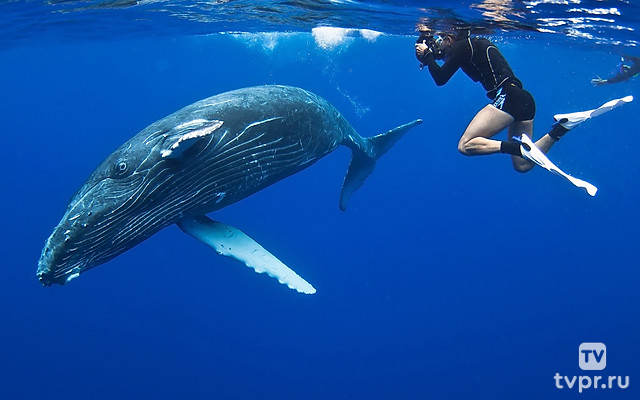 Защита акул и китов