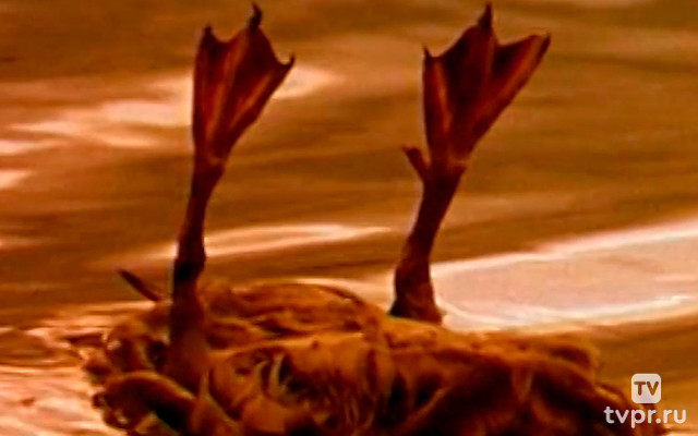 Однажды вечером