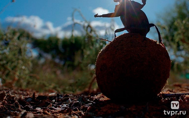 Симбиоз в дикой природе