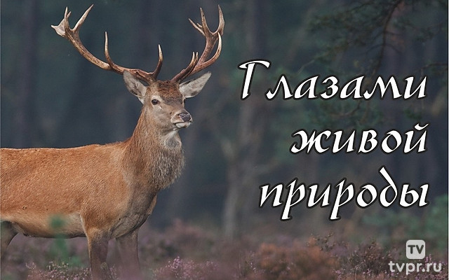 Глазами живой природы