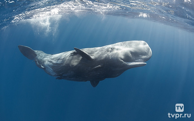 Песнь кашалота