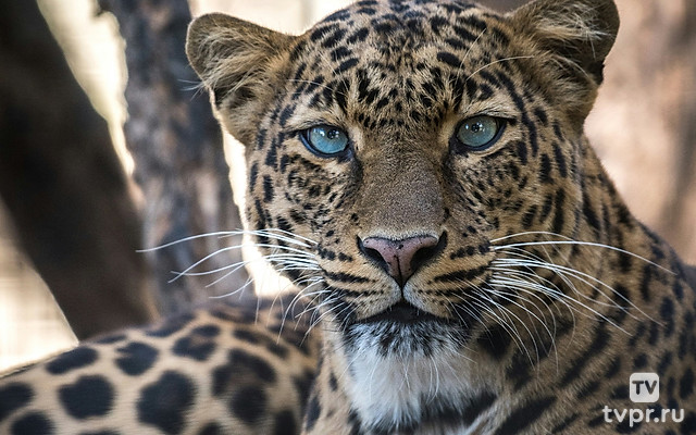 Царственная хищница