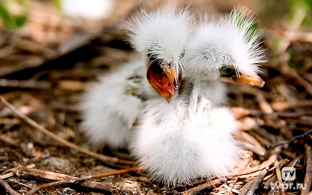 В гнезде и за его пределами