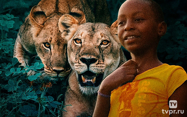 Жизнь рядом со львами
