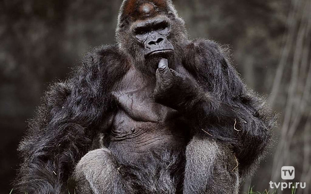 Звёзды зоопарков