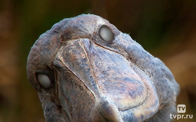 Животные из другого мира