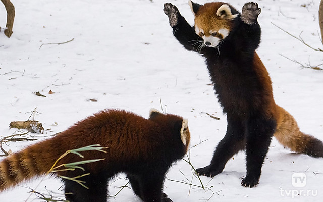 Невероятное поведение животных