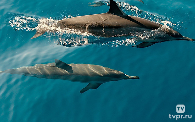 Армия дельфинов
