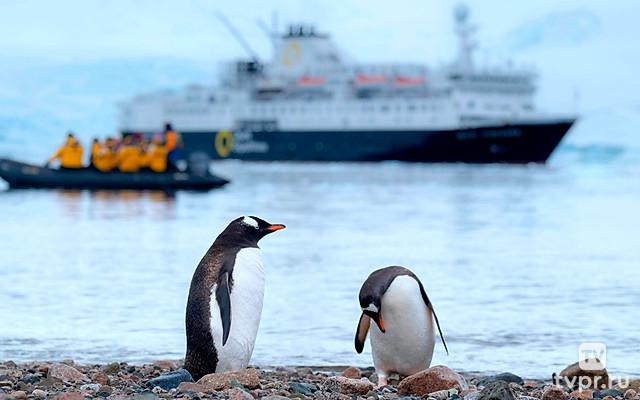 Антарктида. В поисках спасения