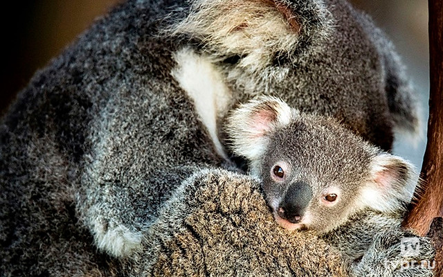 Австралия. История эволюции