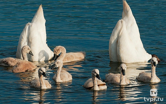 Семейные узы