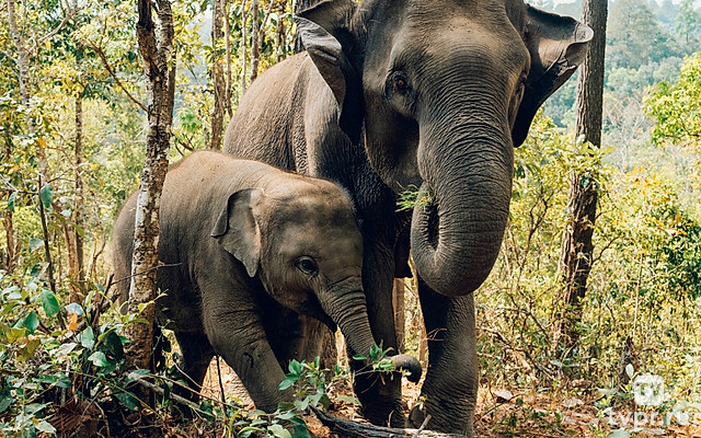 Последние великаны Суматры