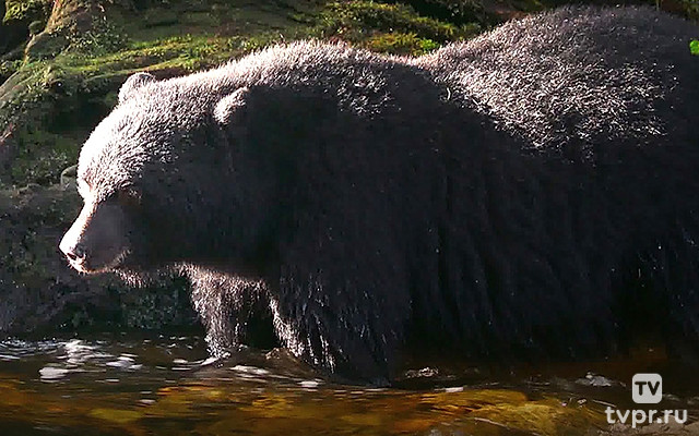 Медведи севера Тихого океана