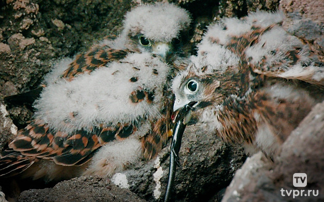 Дикие острова Лансаротэ