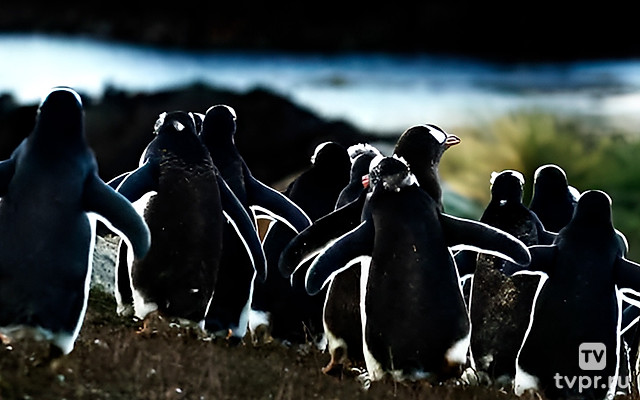 Альбатрос и пингвин