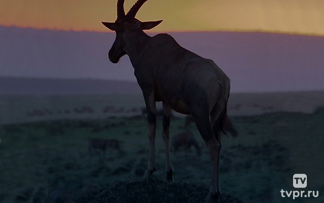 Mawindo: The big drama of the Serengeti