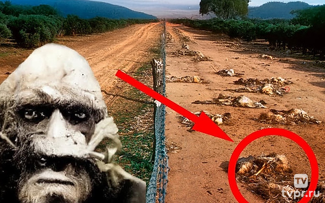 Что от нас скрывают за забором Австралии?