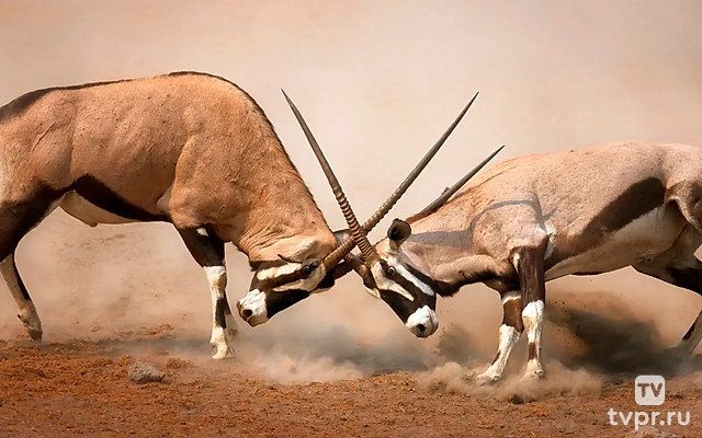 The Incredible African Wildlife