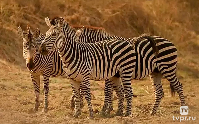 Зебры: звезды с полосками