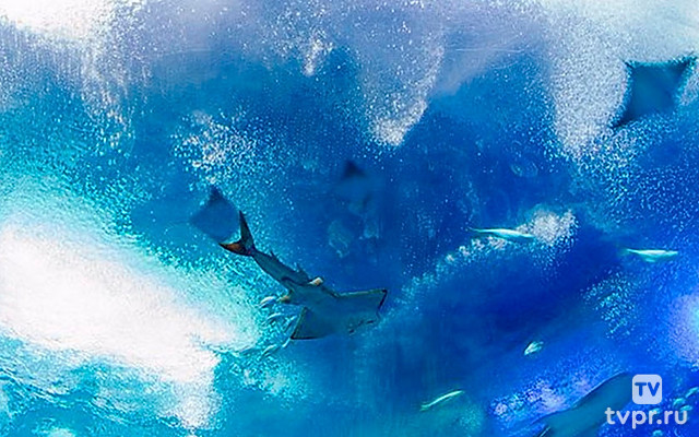 Создавая океан