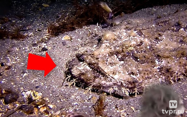 Морские обитатели с которыми лучше не сталкиваться