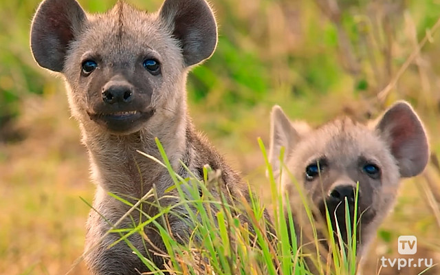 Сумасшедшие животные которых не должно существовать
