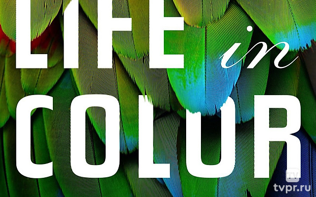 Жизнь в цвете с Дэвидом Аттенборо