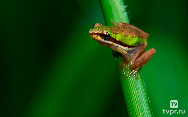 В итальянских болотах