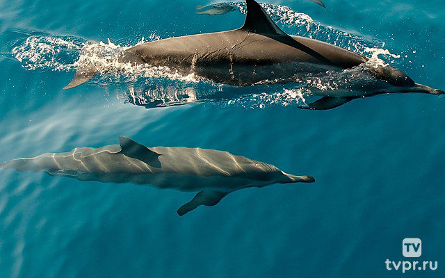 Армия дельфинов