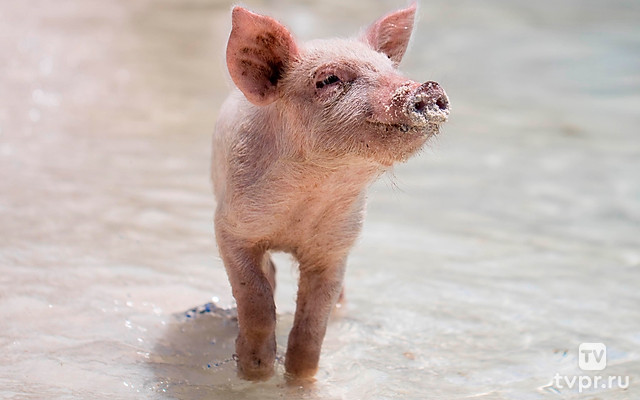 Поросячьи сказки