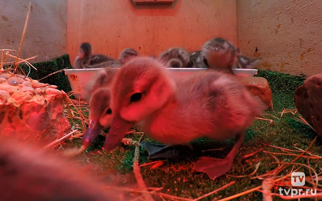 Последний мраморный чирок