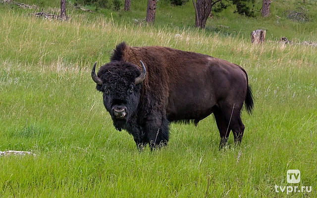 Зубр. Рыцарь древнего леса