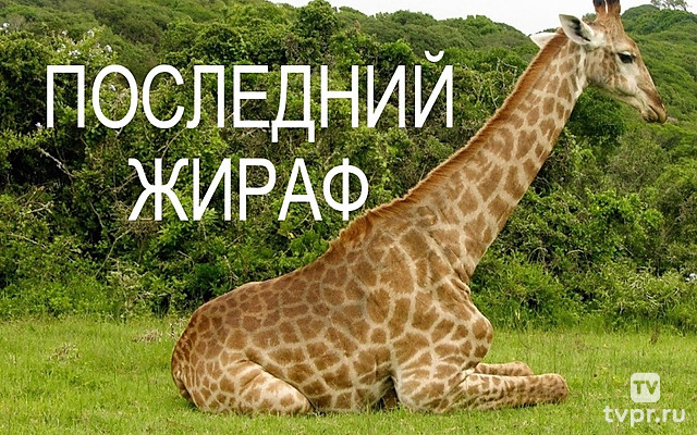 Последний жираф