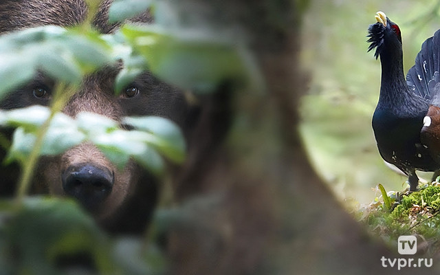 Дикая Словения