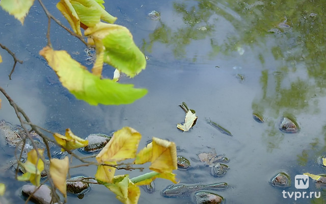 От судьбы не зарекайся