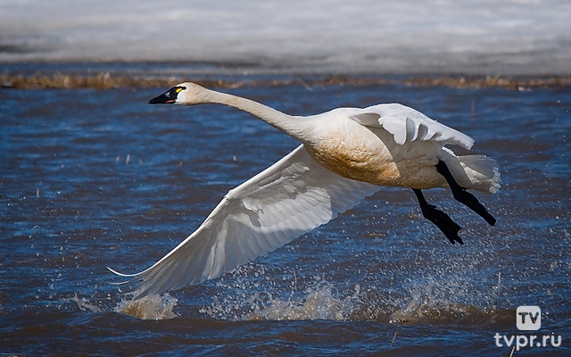 Птичий транзит. Зимняя гавань