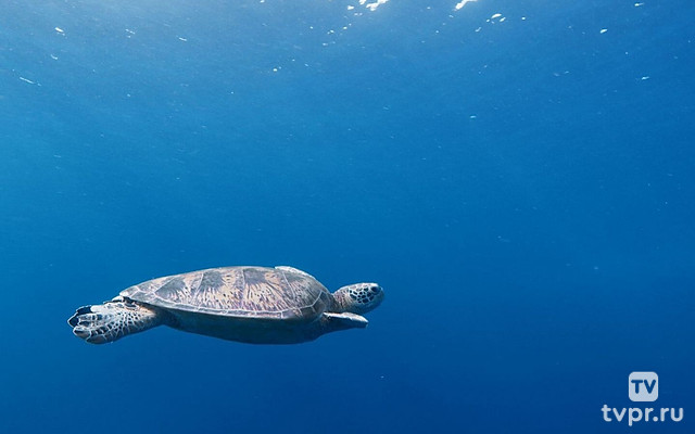 Мир безмятежности