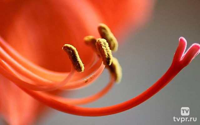 Про пестики и тычинки