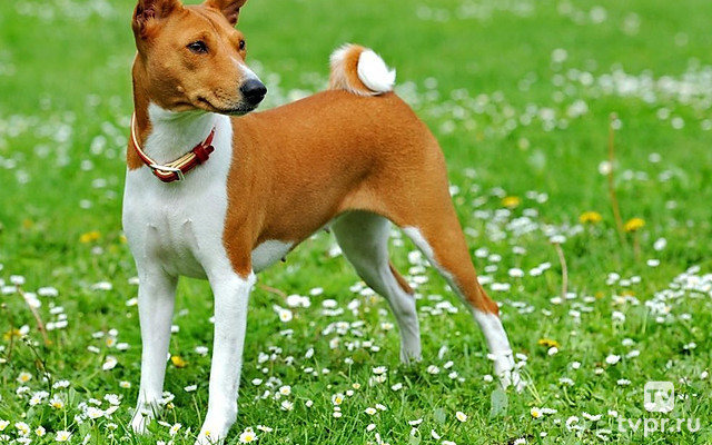 Собачье дело