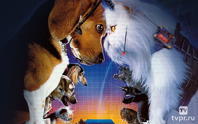 Кошки против собак