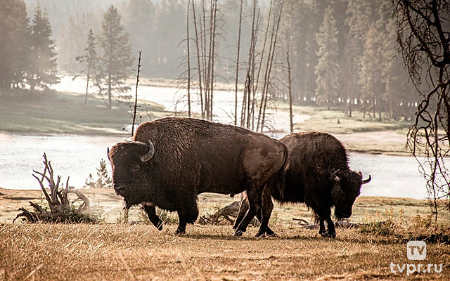 От Йеллоустоуна до Юкона