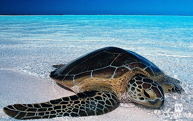 Люди и черепахи