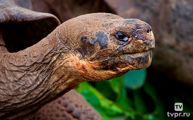 Черепаший рай