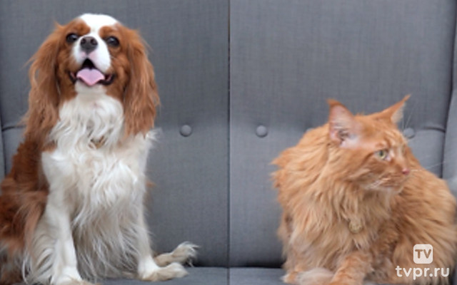 Кошки против кошек