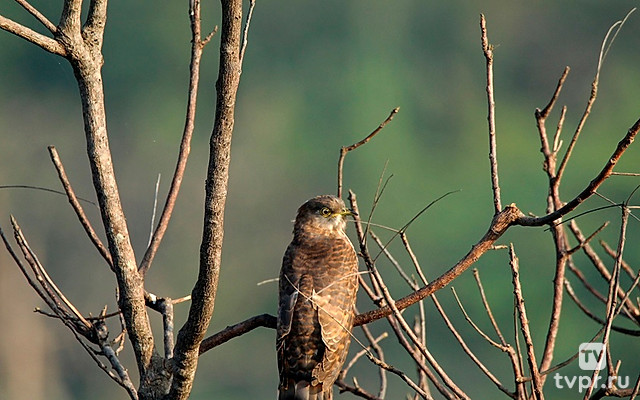 Истории дикого Мадрида