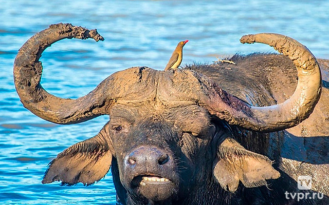 Заповедник Маньони