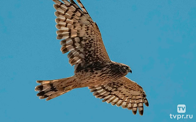 Лесной призрак