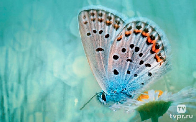 Превращение в бабочку