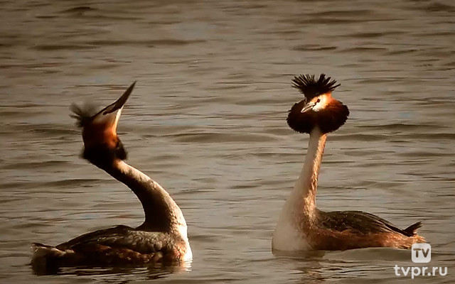Однажды в старом канале