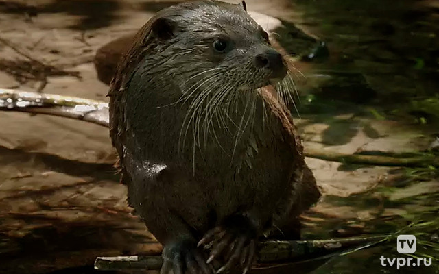 Зелёный пояс Европы